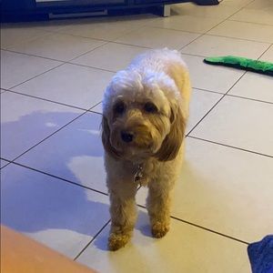 Meet your Posher, Lourdes